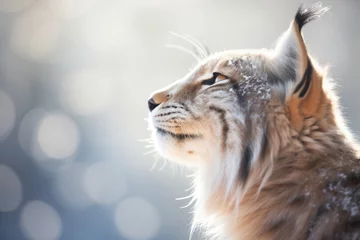 Papier Peint photo Lynx backlit lynx with steamy breath in cold air