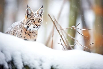 Tuinposter lynx camouflaged among snow-dusted pines © studioworkstock