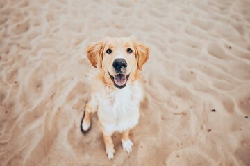 A friendly golden retriever has fun on the beach of the Baltic Sea. The dog loves the sand and...