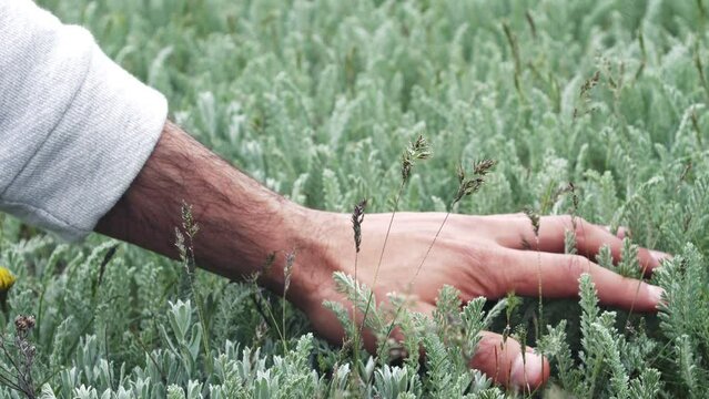 A male hand touches the grass of a bright emerald young yarrow and spikelets of wheatgrass. Rest and meditation. Positive emotions. Medicinal plant