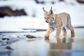 Gordijnen lone lynx walking alongside a frozen creek © studioworkstock