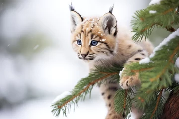 Gordijnen young lynx climbing snow-laden evergreen © studioworkstock