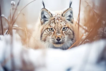 Fotobehang partially hidden lynx eyes in snowy thicket © studioworkstock