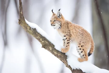 Schilderijen op glas lynx perched on snowy tree branch © studioworkstock