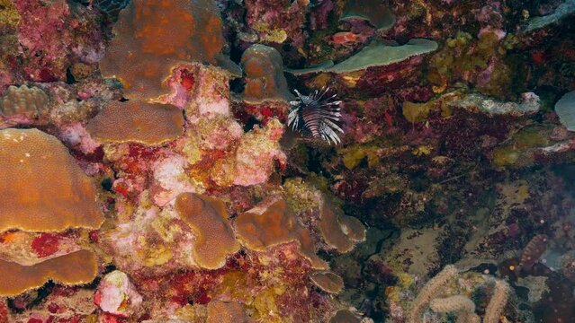 Lionfish in the coral reef of the Caribbean Sea