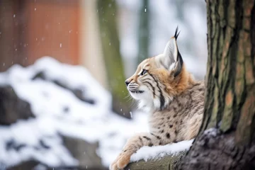 Fotobehang lynx grooming itself under snowy fir tree © studioworkstock