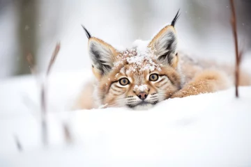 Fotobehang high angle of lynx lying in powdery snow © studioworkstock