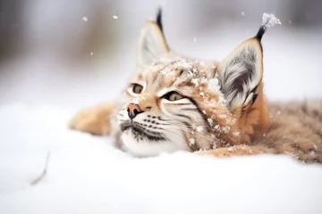 Tuinposter high angle of lynx lying in powdery snow © studioworkstock