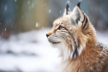 Gordijnen lynx with snow on its whiskers © studioworkstock