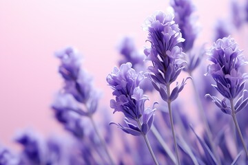 close up of purple flowers - obrazy, fototapety, plakaty