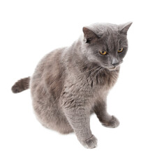 Gray cat isolated on transparent background. Close-up