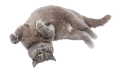 Foto op Plexiglas Gray cat isolated on transparent background. Close-up © schankz
