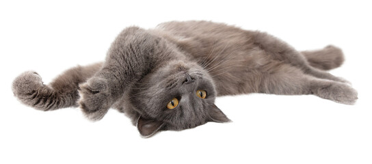 Gray cat isolated on transparent background. Close-up - obrazy, fototapety, plakaty