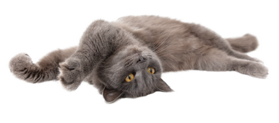 Gray cat isolated on transparent background. Close-up