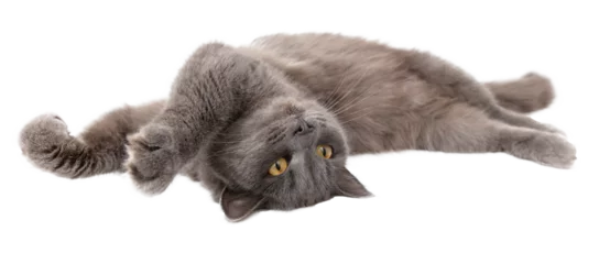 Tuinposter Gray cat isolated on transparent background. Close-up © schankz