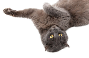 Gray cat isolated on transparent background. Close-up