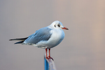 Obraz premium Gabbiano - alto lago di Como