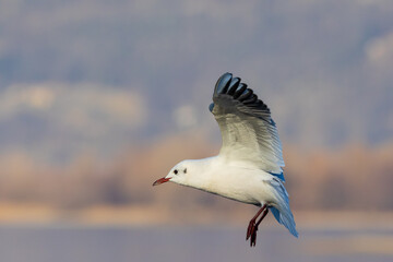 Gabbiani in volo - lago di Como