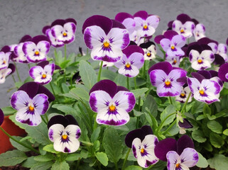 colorful blooming pansy flowers in the pot