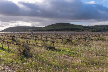 Fototapeta na wymiar Vineyards in winter. Carcastillo, Navarra