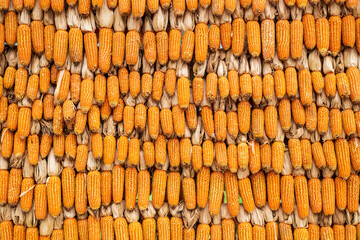 Closeup of corn cobs at the farm