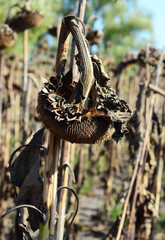 Dry sunflower head against sunflower field ready for harvesting