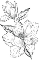 hand drawn magnolia flower © queenshambhala