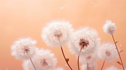 fluffy dandelions on a peach background