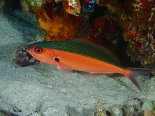 Fish Dark-banded fusilier (Pterocaesio tile) on a sandy bottom. The fish is hiding under a stone near the sandy bottom among the corals.