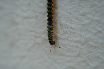 Asiomorpha coarctata, commonly known as the 