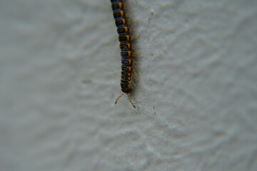 Asiomorpha coarctata, commonly known as the 