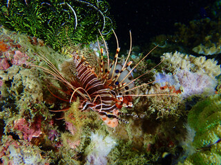 Naklejka na ściany i meble Lionfish on a coral reef. Lionfish among corals at night.