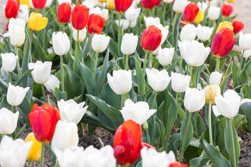 Blooming tulips field in Holland, springtime - beautiful floral green background