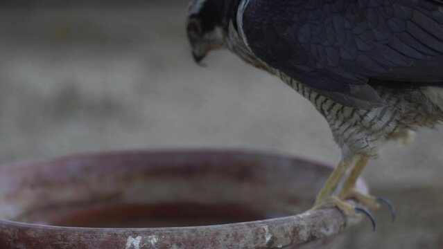 Northern goshawk(Accipiter gentilis) drinking water from a bowl, raptor, predator, bird of prey.