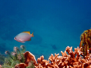 Fototapeta na wymiar Small tropical fish on a coral reef underwater. Small fish above hard corals and sea lily.
