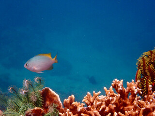 Fototapeta premium Small tropical fish on a coral reef underwater. Small fish above hard corals and sea lily.