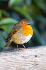 Amidst the simplicity of nature, a robin delicately rests on a wooden fence, blending harmoniously with the subdued tones of the weathered pickets
