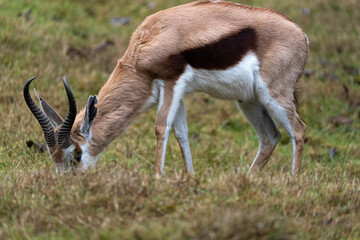 Naklejka na ściany i meble A Springbok grazes in a green field, embodying the grace of nature amidst the lush landscape