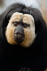 A portrait of a male White-faced Saki (Pithecia pithecia) reveals its striking features. With...