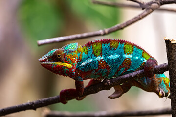 urious Gaze: Portrait of the Enigmatic Panther Chameleon