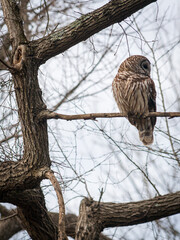 Owl in a Tree at Chickasaw National Recreation Area in Sulphur, Oklahoma
