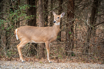Deer at Chickasaw National Recreation Area in Sulphur, Oklahoma