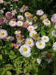 Fototapeta premium A flower bed with blooming perennial Daisies in a summer garden.Nature wallpaper