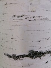 real birch bark background. Nature wallpaper