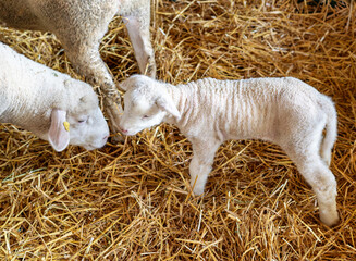 High angle view of white newborn lamb with sheep in a paddock on a farm.