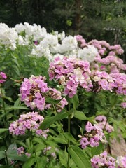 Obraz premium Flowers with an unusual color. Blooming pink and green Phlox paniculata Sherbet Blend or Bold and beautiful.Floral wallpaper.
