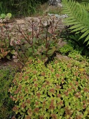 A flower bed with autumn blooming flowers .Sedums, ferns and alpine plants. Nature wallpaper