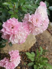 A delicate pink branch of the blooming groundcover The Fairy Rose. Nature wallpaper