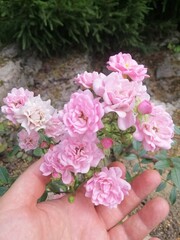A delicate pink branch of the blooming groundcover The Fairy Rose in woman's hand. Nature wallpaper