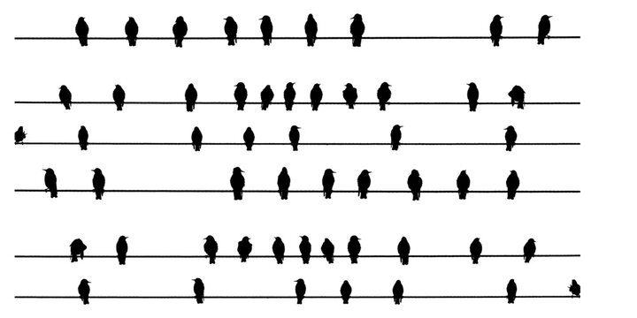 illustration of an birds in line